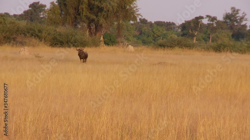 Wildebeest watches African Wild Dog lope past in tall golden savannah