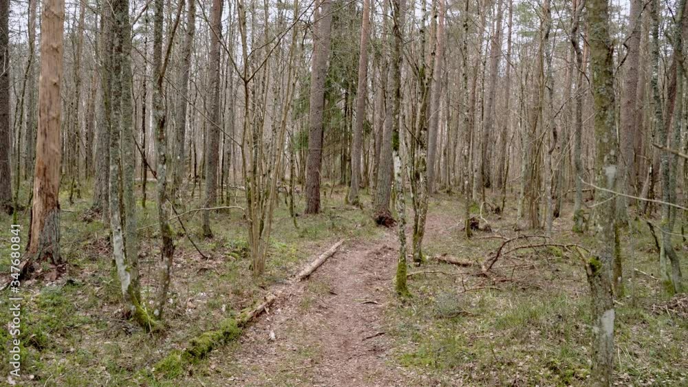 Estonia, swamp forest at spring.Cloudy day, Fine trees. Panorama to right. Estonia, swamp forest at spring.Cloudy day, Fine trees. Panorama to right.