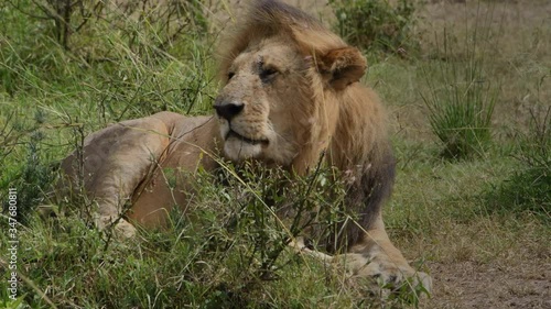 Wallpaper Mural Wind blows the mane of a big male African lion in Kenya. Torontodigital.ca