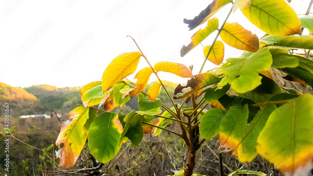 Obraz premium yellow autumn leaves