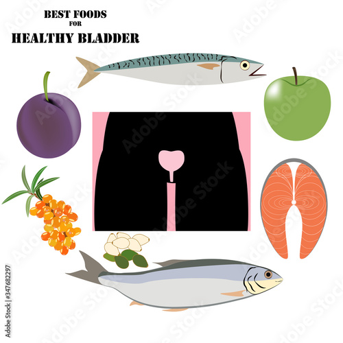 Best foods for healthy bladder vector illustration
