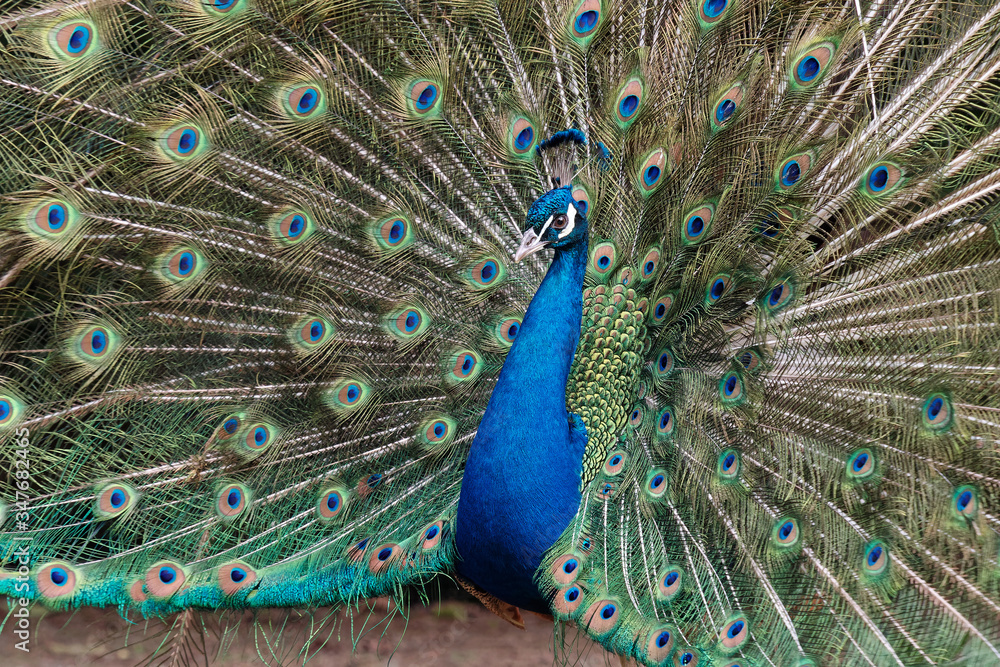 Naklejka premium Close up of beautiful peacock is flaunting its tails.