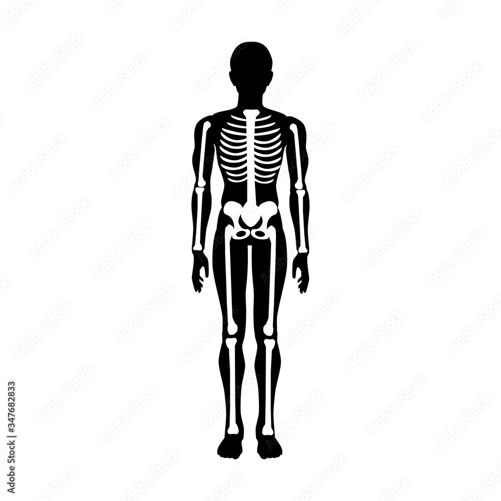 Human bones and skeleton health vector illustration