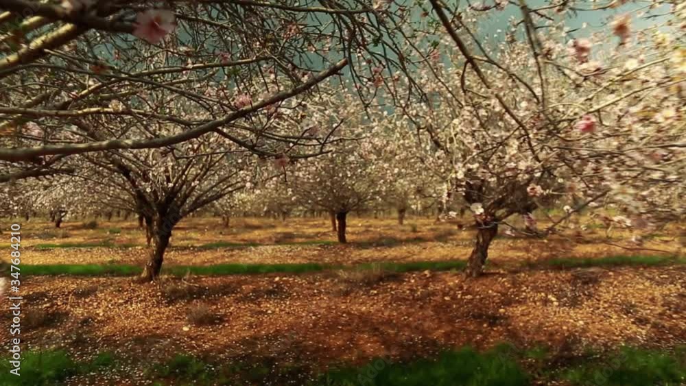 Almond orchard
gimbal slow motion video Almond orchard
gimbal slow motion video
