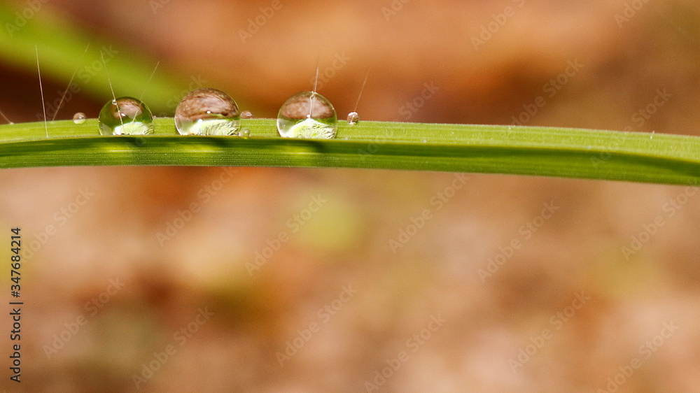 Raindrops on green leaves on a rainy day Raindrops on green leaves on a rainy day