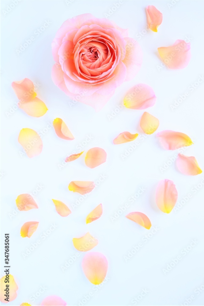 Fototapeta premium ピンクの薔薇の花びら、白背景