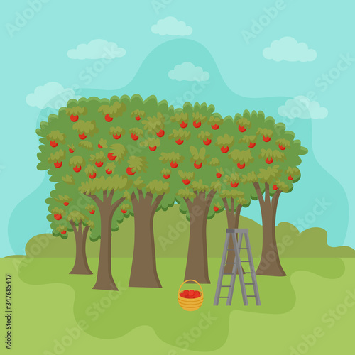 Apple orchard with basket of apples. The harvest of apples. Vector illustration