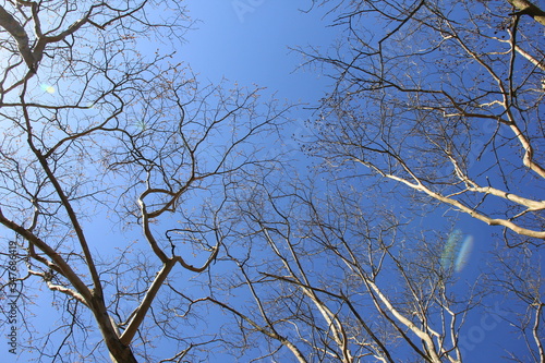 すっかり葉の落ちたサルスベリの木と青空