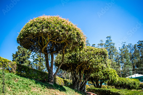 botanical garden and rose garden of Ooty Tamil Nadu
 photo