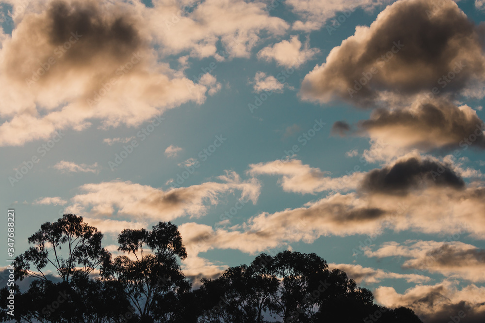 sunset clouds over eucalyptus gum trees on the hillside in Tasmania sunset clouds over eucalyptus gum trees on the hillside in Tasmania