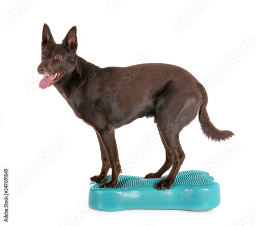 Фотография Australian Kelpie in studio