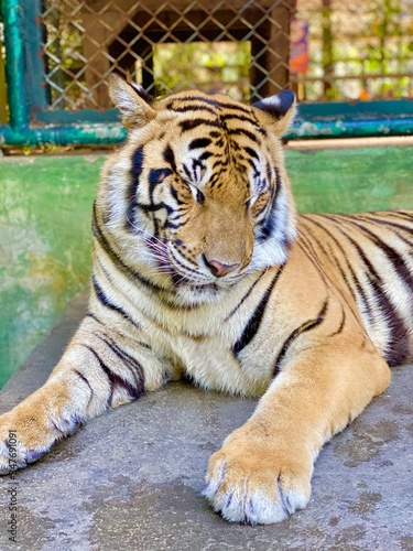 tiger in the zoo