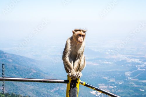 Monkey is a common name that may refer to groups or species of mammals  © H K Singh