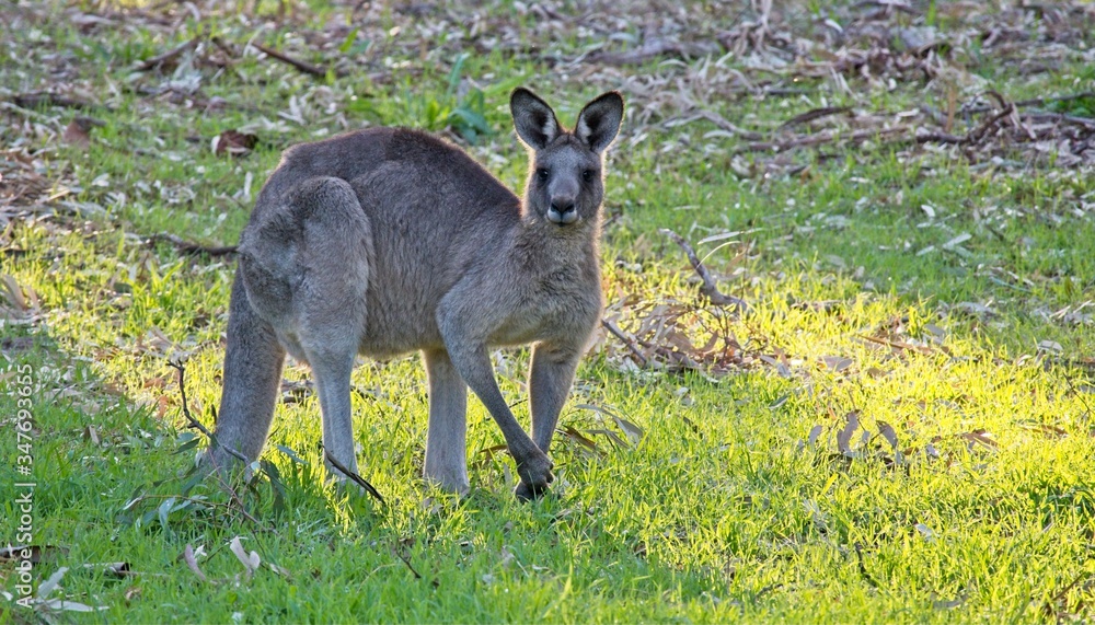 Kangaroo Watching Before Continuing to Eat Kangaroo Watching Before Continuing to Eat