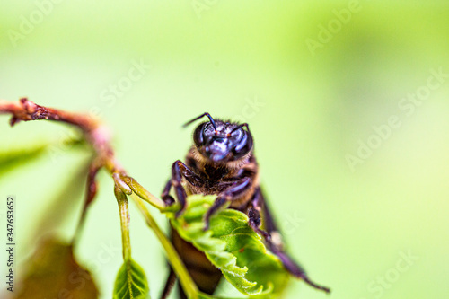 Wasp is resting on a green leaf photo