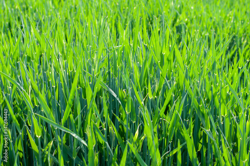 wheat plants in springtime in evening sun