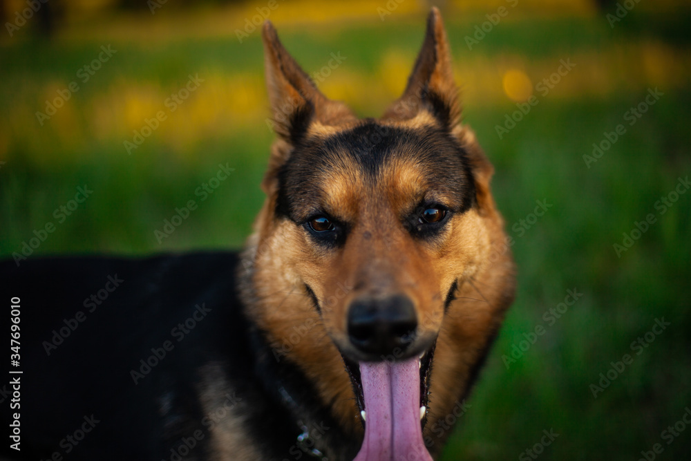 Portrait photo of a shepherd dog in nature. The dog is brown. Portrait photo of a shepherd dog in nature. The dog is brown.
