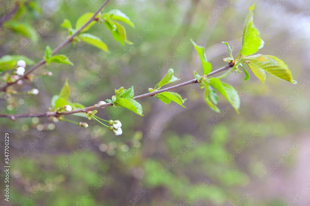 twig with cherry flowers and green leaves twig with cherry flowers and green leaves