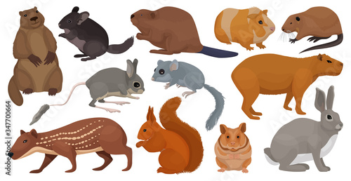 Species of rodents vector cartoon set icon. Isolated cartoon set icon gnawer.Vector illustration species of rodents on white background.