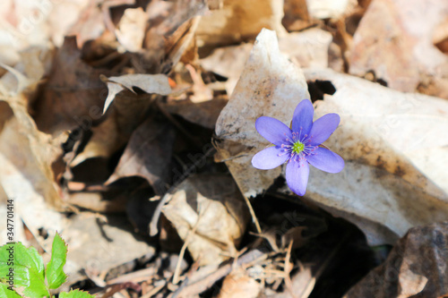 Anemone hepatica liverwort blue beautiful spring flowers closeup in the forest