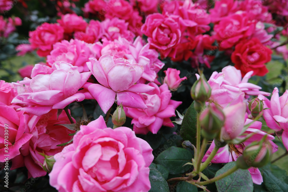 満開に咲くたくさんのピンク色の薔薇 満開に咲くたくさんのピンク色の薔薇