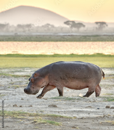 Large male hippo (Hippopotamus amphibius) walking at sunset with a mountain in background. Amboseli National Park, Kenya. Copy space.