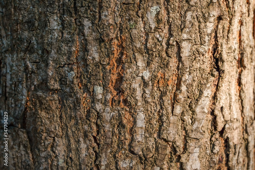 Closeup of tree bark texture with evening sunlight for decoration and background idea