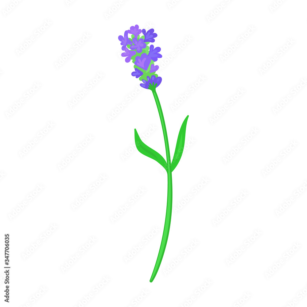 Lavender vector icon.Cartoon vector icon isolated on white background lavender. Lavender vector icon.Cartoon vector icon isolated on white background lavender.