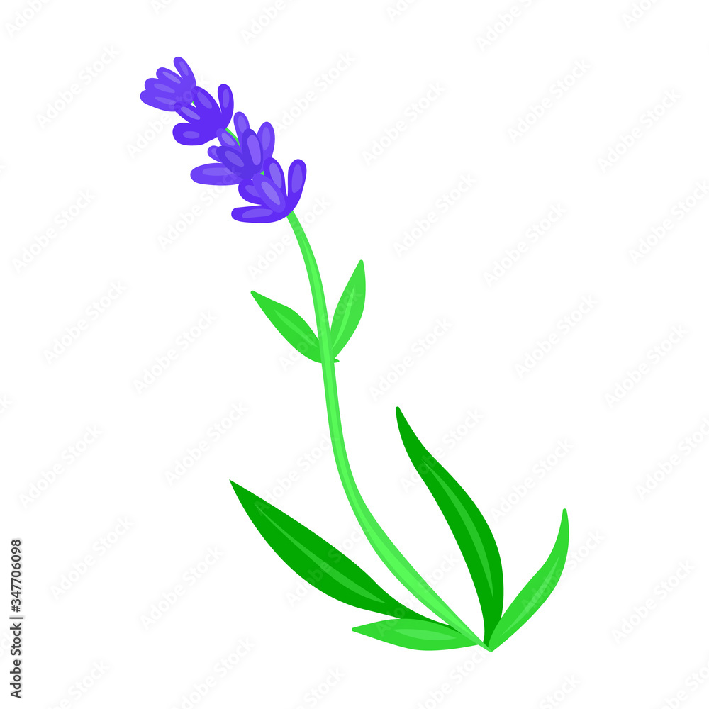 Lavender vector icon.Cartoon vector icon isolated on white background lavender.