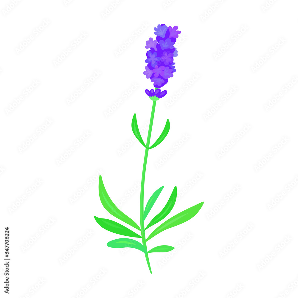 Naklejka premium Lavender vector icon.Cartoon vector icon isolated on white background lavender.