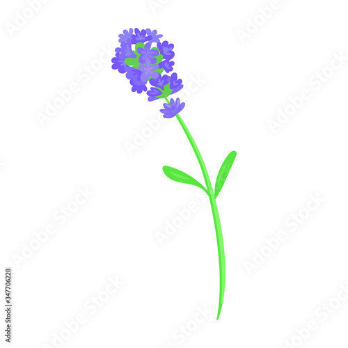 Lavender vector icon.Cartoon vector icon isolated on white background lavender.