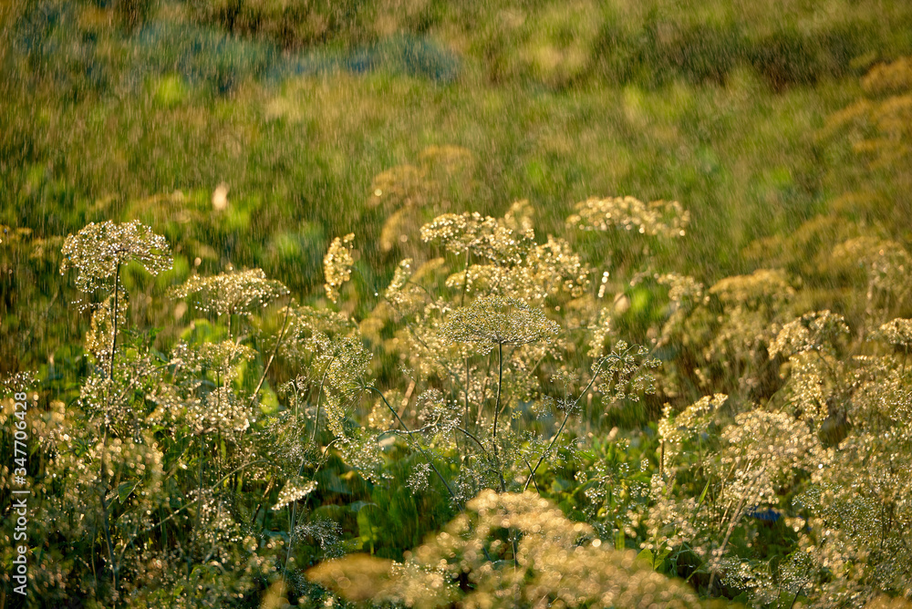 Green dill plants growing in garden, copy space. Natural summer background. Fennel seeds. Foeniculum vulgare. Irrigation Green dill plants growing in garden, copy space. Natural summer background. Fennel seeds. Foeniculum vulgare. Irrigation