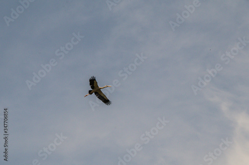 The Asian Openbill Stork birds (A. oscitans) are flying in the sky. © alohapatty