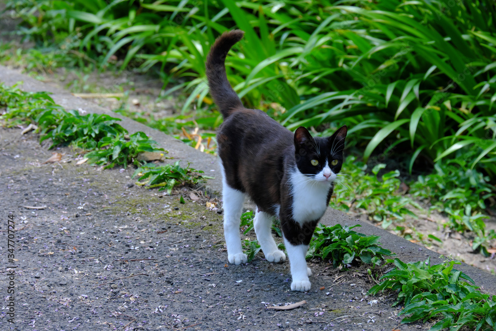 黒白模様の可愛い野良猫
