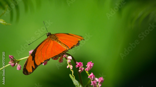 Butterfly with a green background