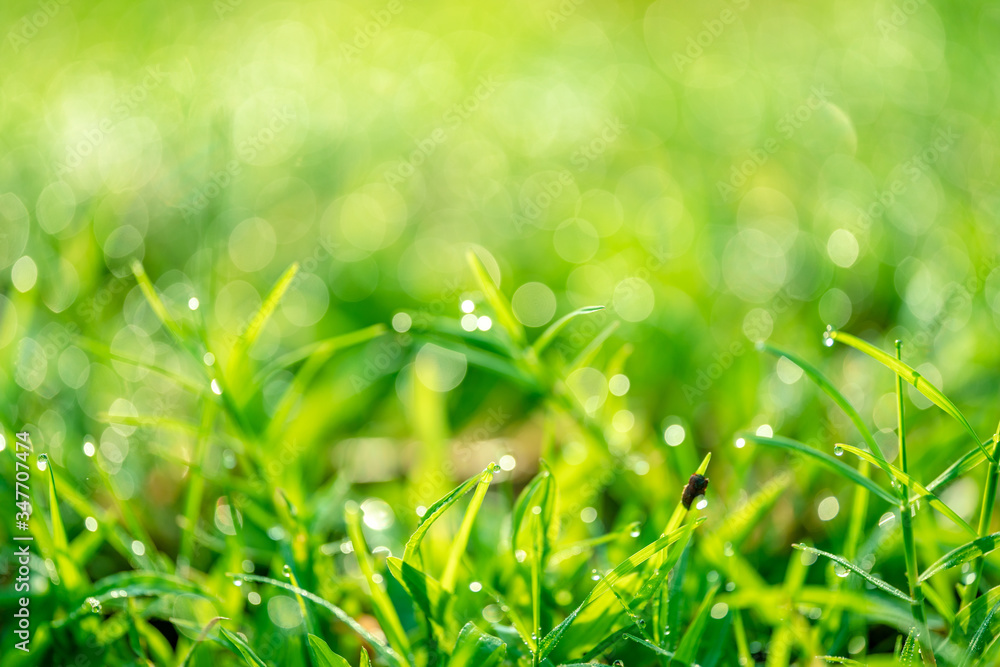 Fresh green grass in the morning that drops on the water, resulting in a yellow bokeh. Fresh green grass in the morning that drops on the water, resulting in a yellow bokeh.
