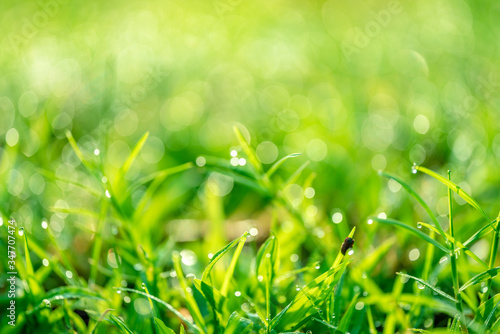 Fresh green grass in the morning that drops on the water, resulting in a yellow bokeh.