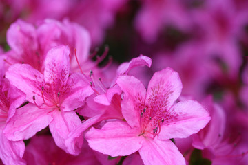 Acrylglasbilder Azalee Lila Azalea japonica Purple Splendor  © Aygul Bulté