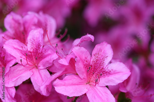 Flowers of azalea japonica variety Purple splendor macro on blurred background with copy space. photo