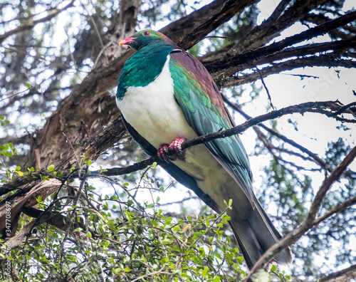 Pigeon perched on a branch in New Zealand photo