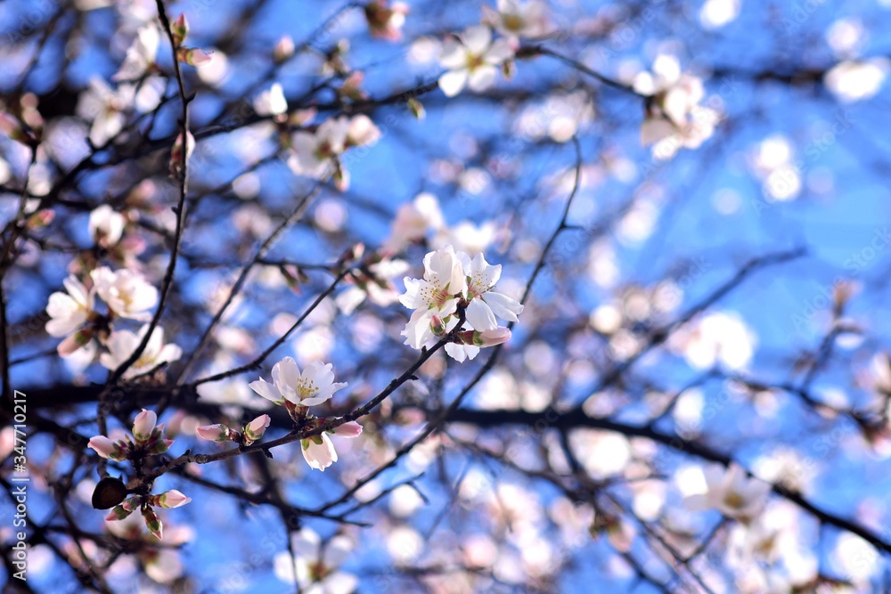Spring blossom background. Beautiful nature scene with blooming tree and sun flare. Sunny day. Spring flowers. Beautiful Orchard. Abstract blurred background. Springtime Spring blossom background. Beautiful nature scene with blooming tree and sun flare. Sunny day. Spring flowers. Beautiful Orchard. Abstract blurred background. Springtime