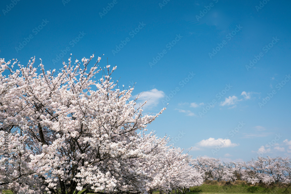 桜花爛漫大和路の春 桜花爛漫大和路の春