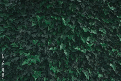 A wall overgrown with green ivy. Background with a hedge