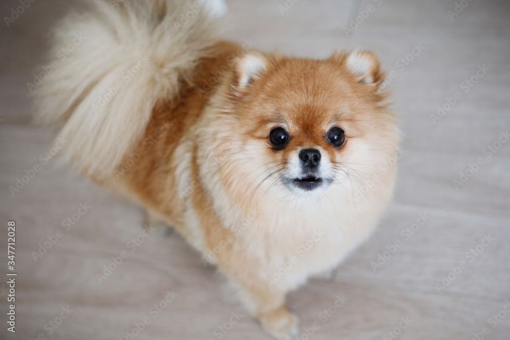 Dog breed Spitz Pomeranian