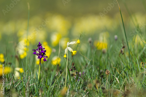 Blossom spring wildflowers © olandsfokus