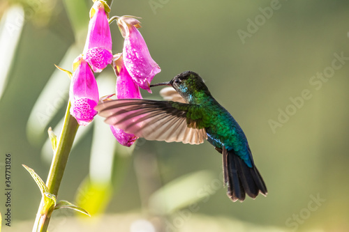 Green Violet-ear (Colibri thalassinus) hummingbird in flight isolated on a green background in Costa Rica