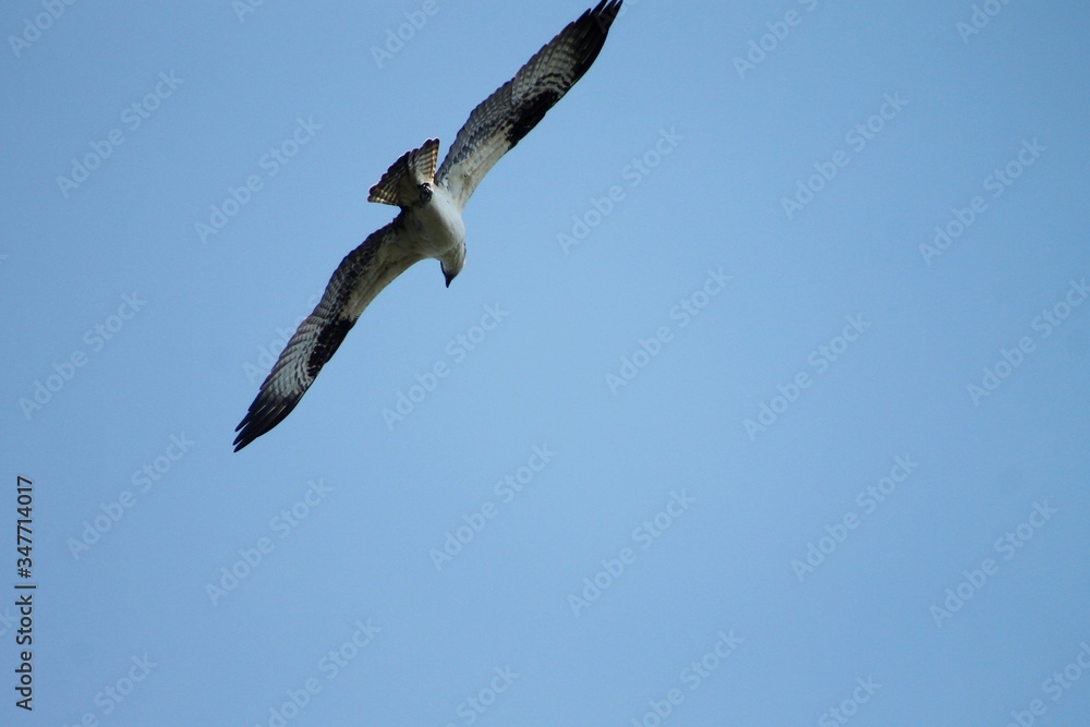 Beautiful osprey hunting for lunch and flying through the air. Beautiful osprey hunting for lunch and flying through the air.