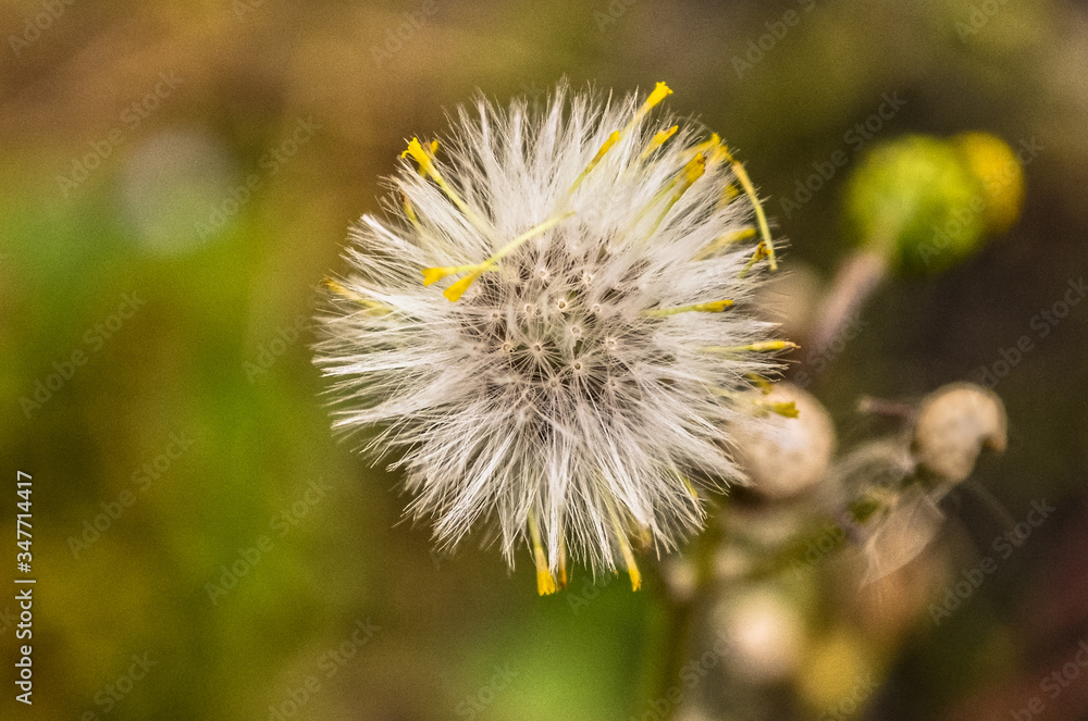 A dandelion flower in the final state A dandelion flower in the final state