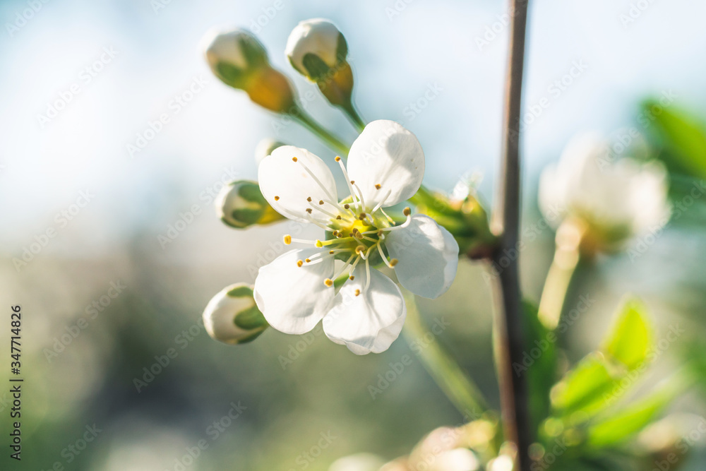 white flowers of a cherry. cherry blossoms in spring.