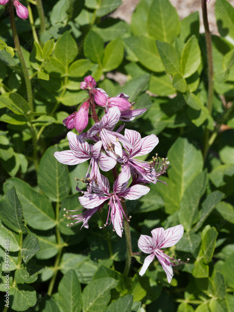 Fototapeta premium Dictamnus albus | Gros plan sur fleurs de Fraxinelle pétales blanc rosé veinées de carmin et violet aux longues étamines, feuillage dense